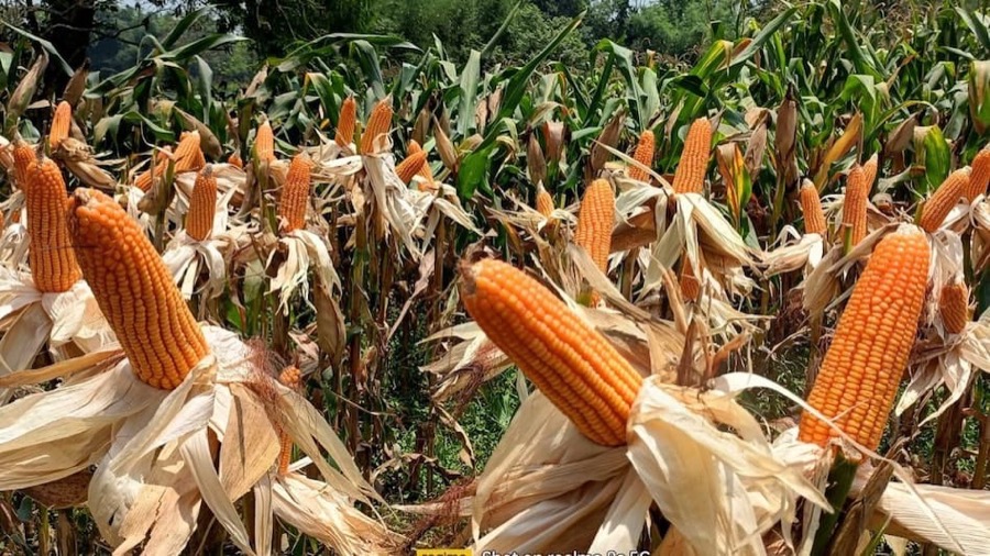 Maize