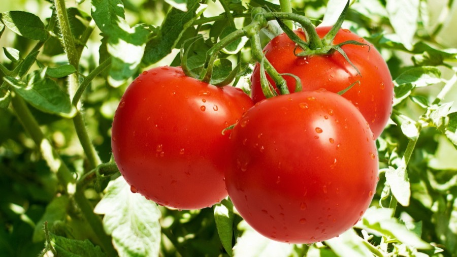 Hybrid Tomato